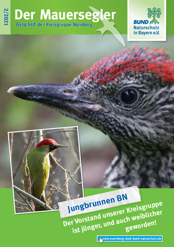 Mauersegler 02/2021
