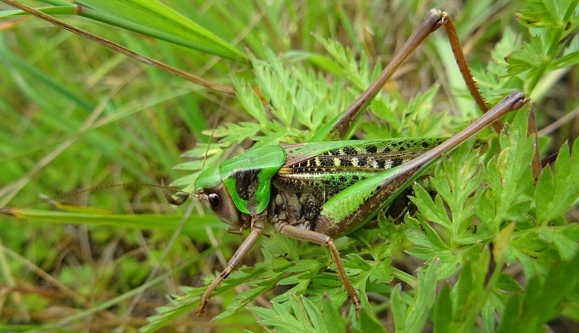 Decticus verrucivorus - Warzenbeißer/Foto: Heike Wirth Decticus verrucivorus