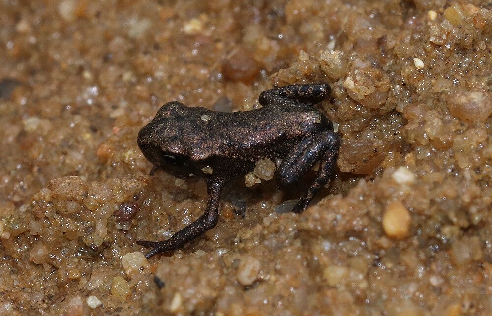 Erdkröte