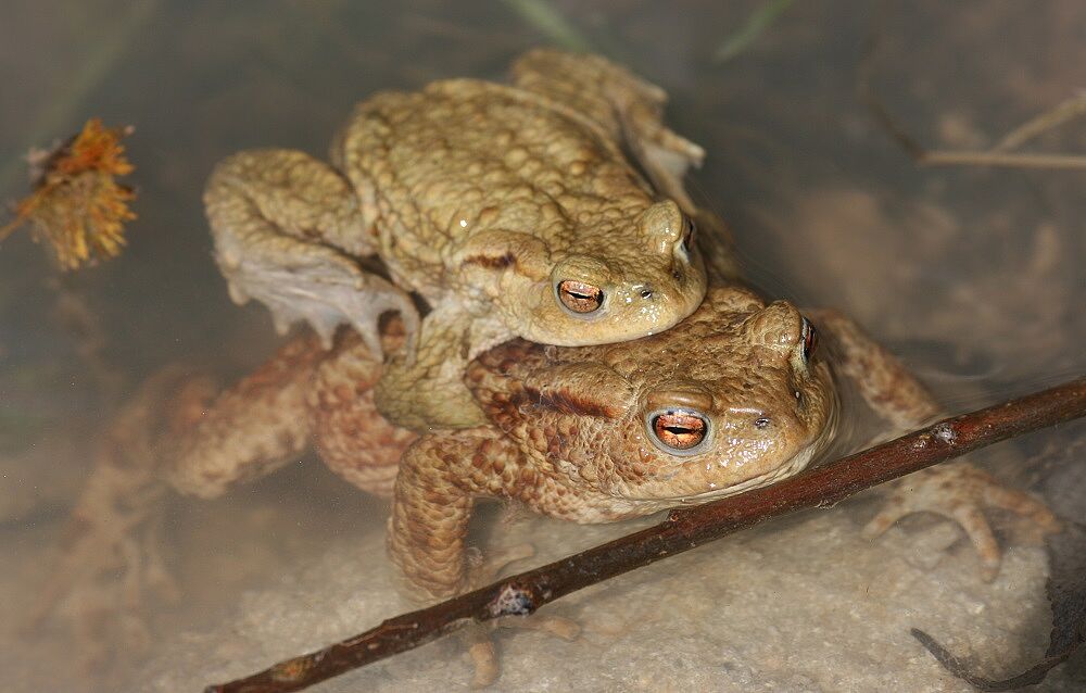 Erdkröten