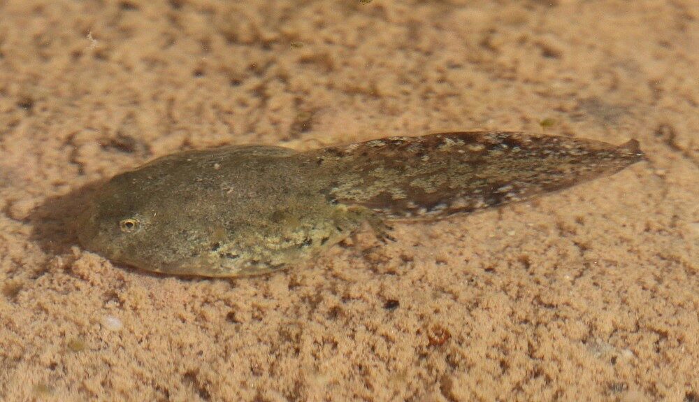 Gelbbauchunke (Kaulquappe)