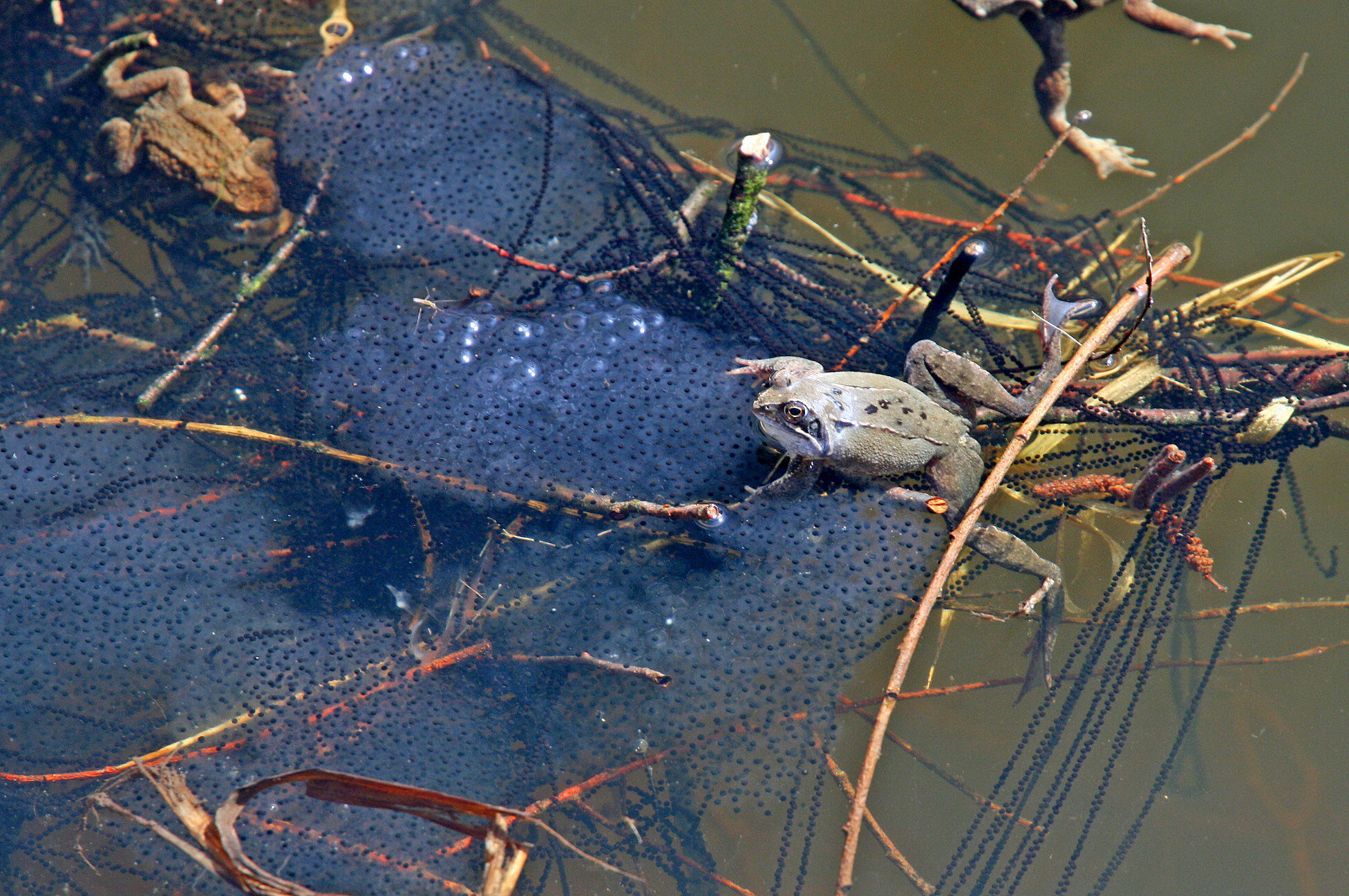 Laich von Grasfrosch und Erdkröte