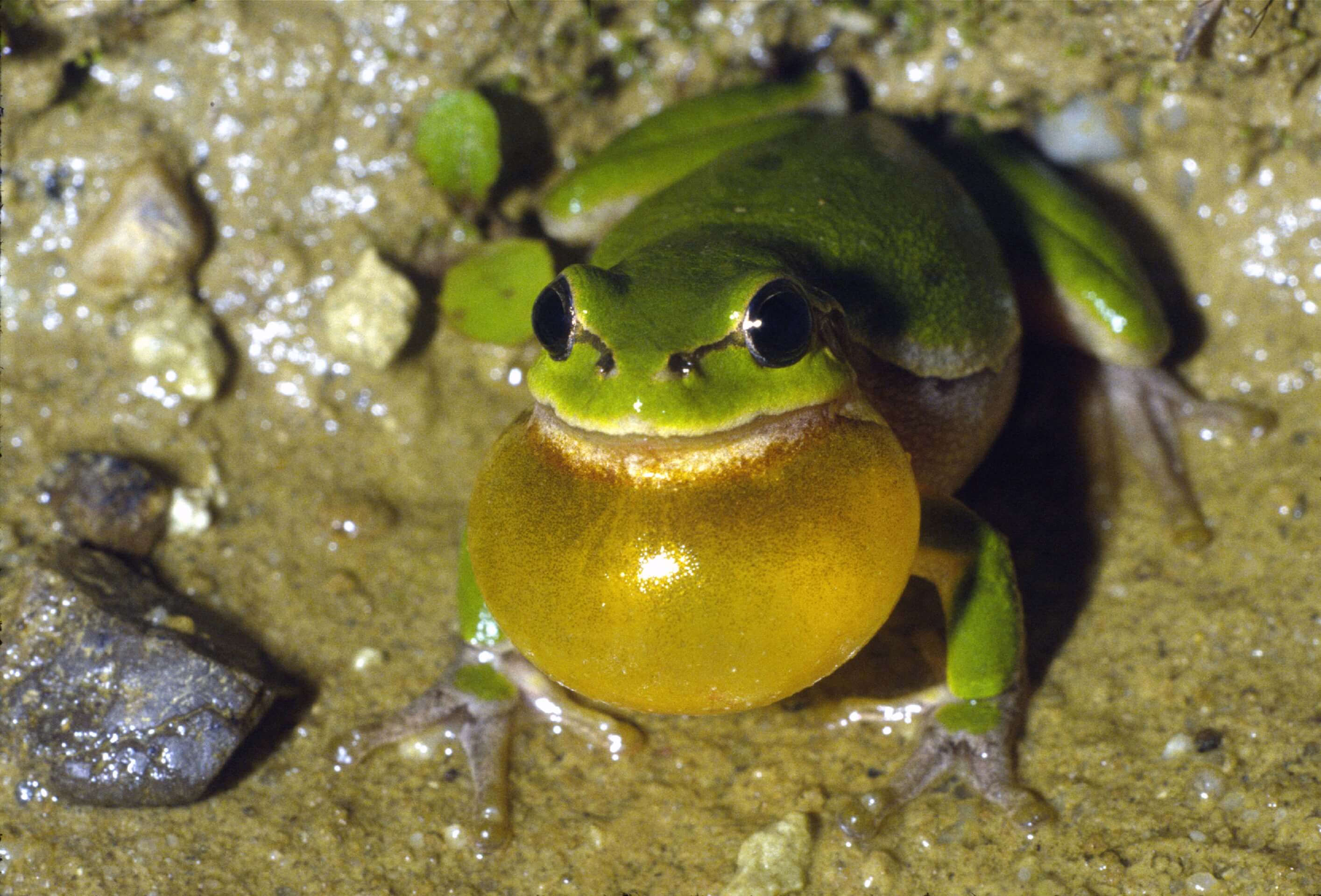 Laubfrosch