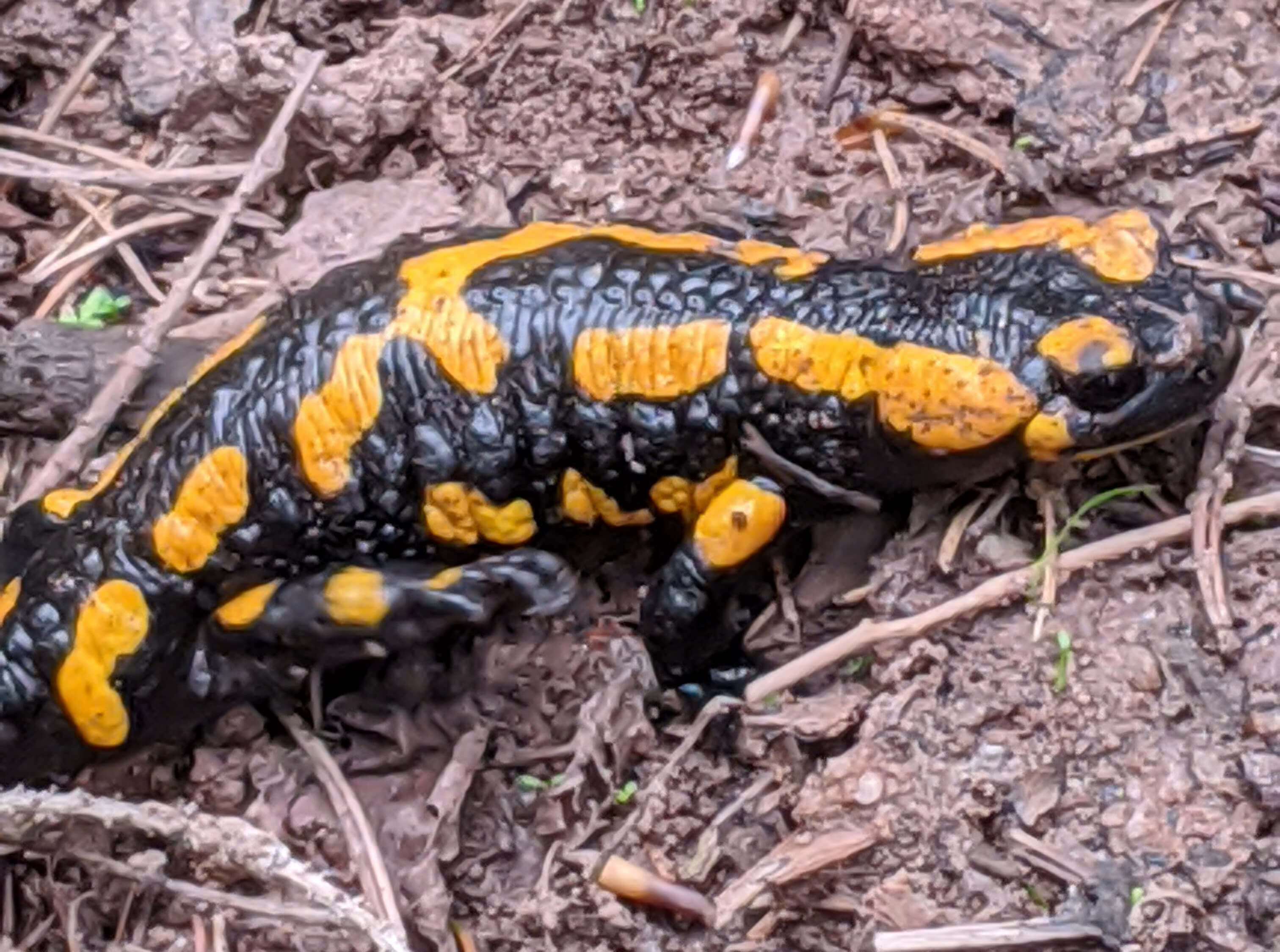 Feuersalamander