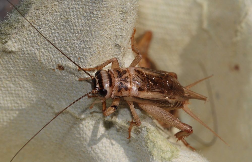 Acheta domesticus - Heimchen Acheta domesticus