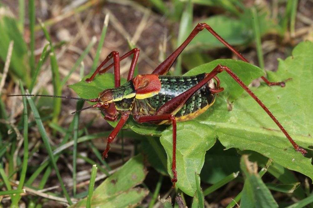 Barbitistes serricauda - Laubholzsäbelschrecke (Männchen) Barbitistes serricauda