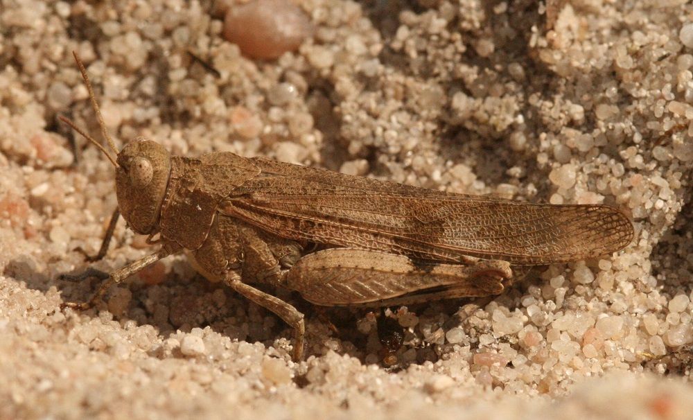 Oedipoda caerulescens - Blauflügelige Ödlandschrecke (Weibchen, braune Variante)/Gartenstadt, LPV-Projekt Sandband Oedipoda caerulescens