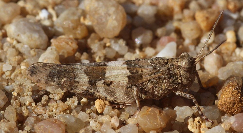 Oedipoda caerulescens - Blauflügelige Ödlandschrecke (Weibchen, graue Variante)/Schleuse Eibach Oedipoda caerulescens