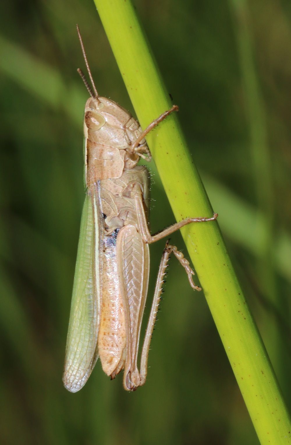 Chorthippus albomarginatus - Weißrandiger Grashüpfer (Weibchen)/Ottergrabenquelle Chorthippus albomarginatus
