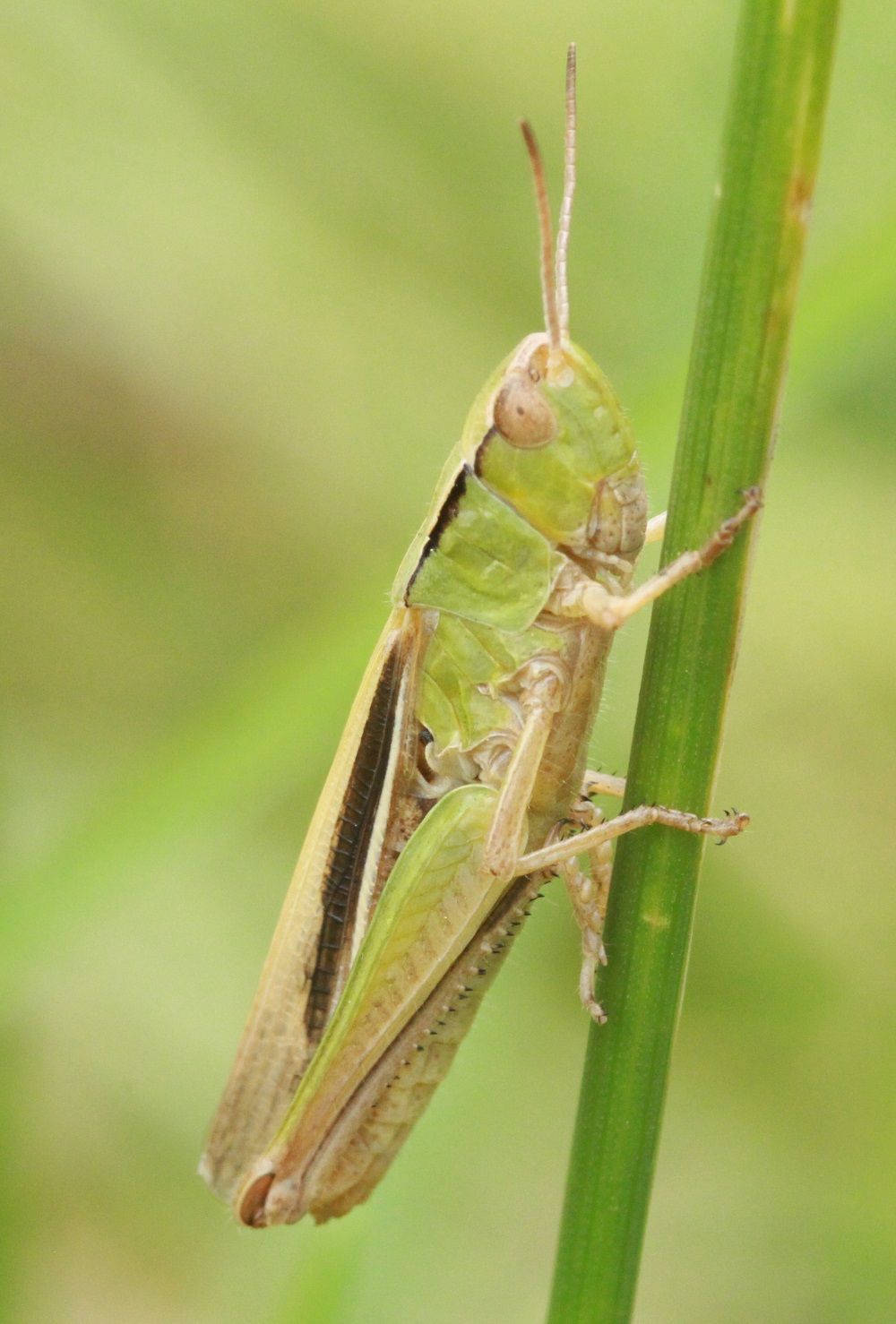 Chorthippus albomarginatus - Weißrandiger Grashüpfer (Weibchen)/Königshof Chorthippus albomarginatus