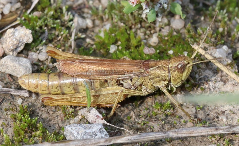 Chorthippus apricarius - Feldgrashüpfer (Weibchen)/Kornburg Chorthippus apricarius