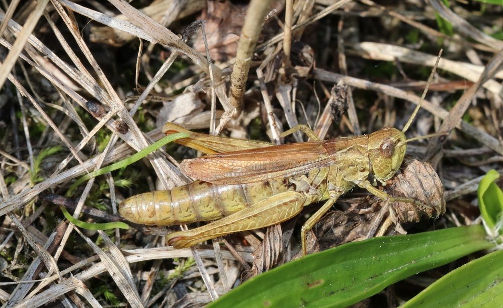 Chorthippus apricarius - Feldgrashüpfer (Weibchen)/Kornburg Chorthippus apricarius