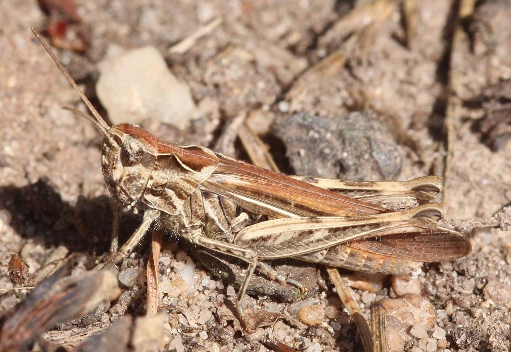 Chorthippus biguttulus - Nachtigallgrashüpfer (Weibchen)/Kornburg (BN-Biotop 4) Chorthippus biguttulus