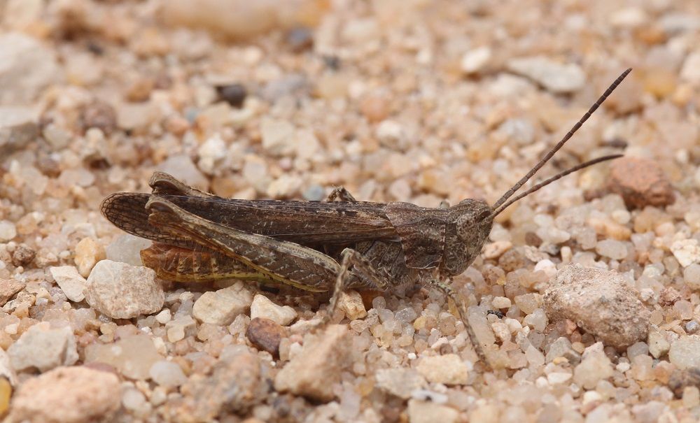 Chorthippus brunneus - Brauner Grashüpfer (Männchen)/Sandgrube Katzwang Chorthippus brunneus