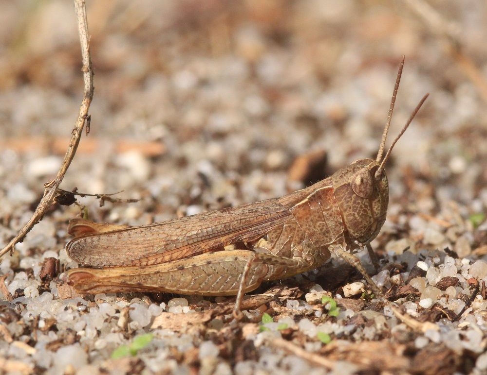 Chorthippus vagans - Steppengrashüpfer (Weibchen)/LPV-Biotop Ottergraben am Ludwigskanal Chorthippus vagans