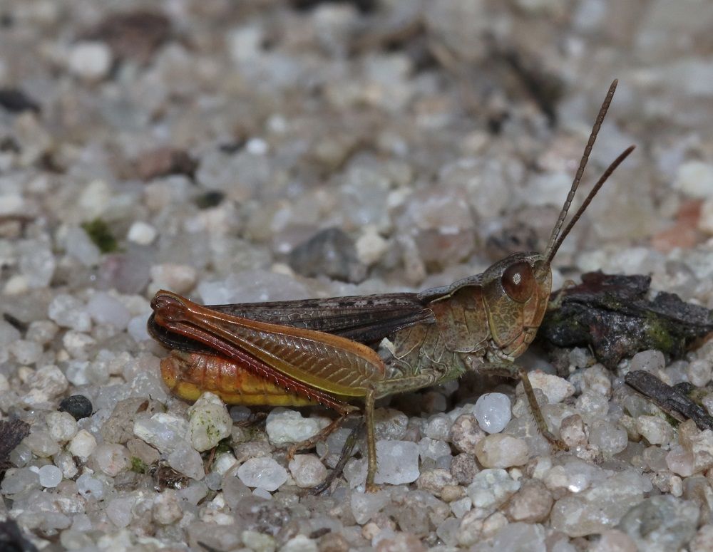 Chorthippus vagans - Steppengrashüpfer (Männchen)/LPV-Biotop Ottergraben am Ludwigskanal Chorthippus vagans