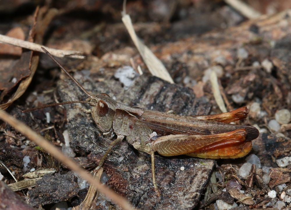 Chorthippus vagans - Steppengrashüpfer (Männchen)/LPV-Biotop Ottergraben am Ludwigskanal Chorthippus vagans
