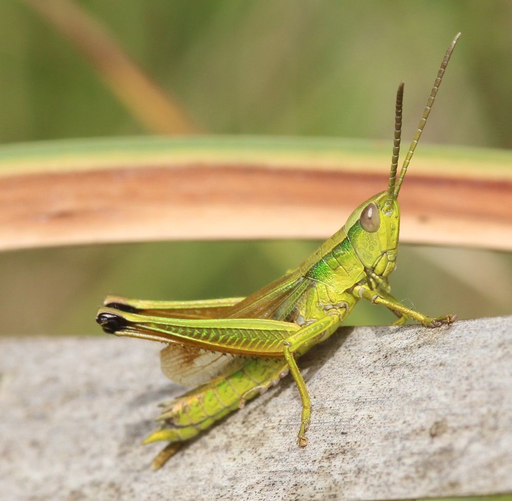 Chrysochraon dispar - Große Goldschrecke (Männchen)/Ottergrabenquellgebiet, A6 Chrysochraon dispar