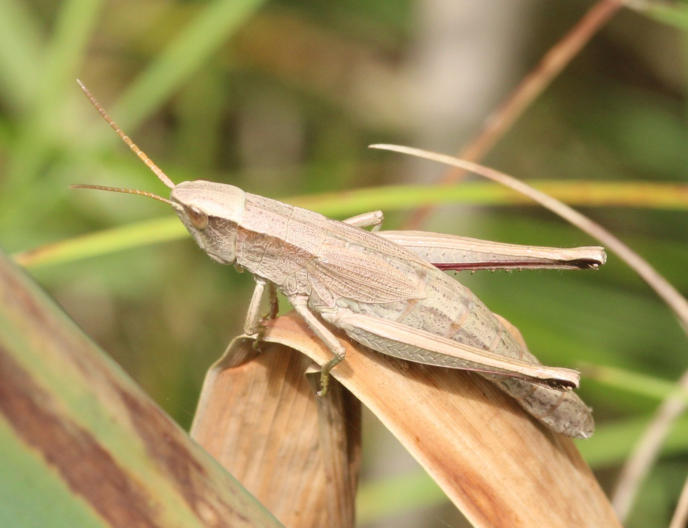Chrysochraon dispar - Große Goldschrecke (Weibchen)/Ottergrabenquellgebiet, A6 Chrysochraon dispar