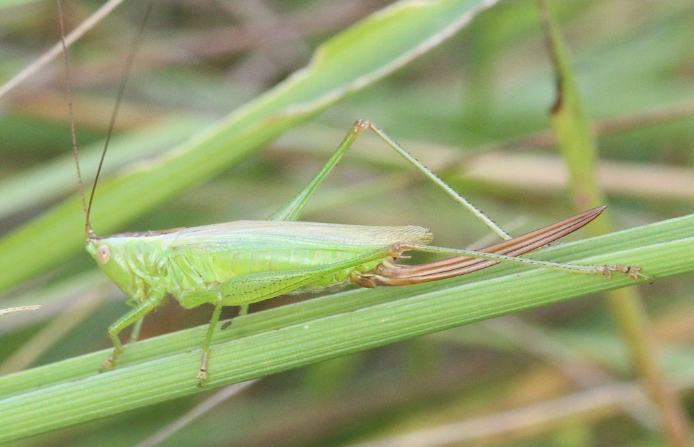 Conocephalus fuscus - Langflügelige Schwertschrecke (Weibchen)/Stockweiher, Weiherhaus Conocephalus fuscus