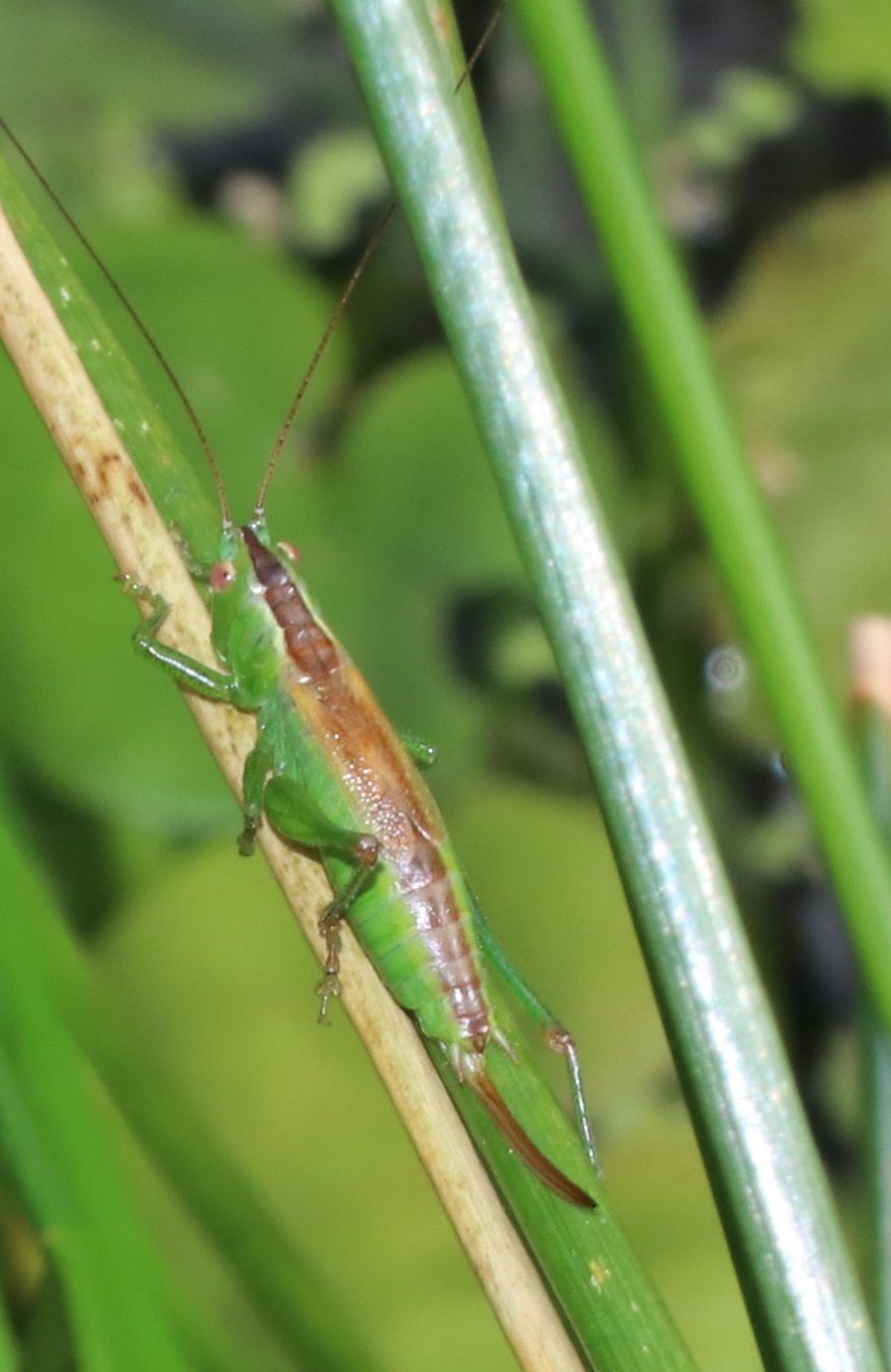 Conocephalus dorsalis - Kurzflügelige Schwertschrecke (Weibchen)/BN-Amphibienwanderstrecke Greuth Conocephalus dorsalis