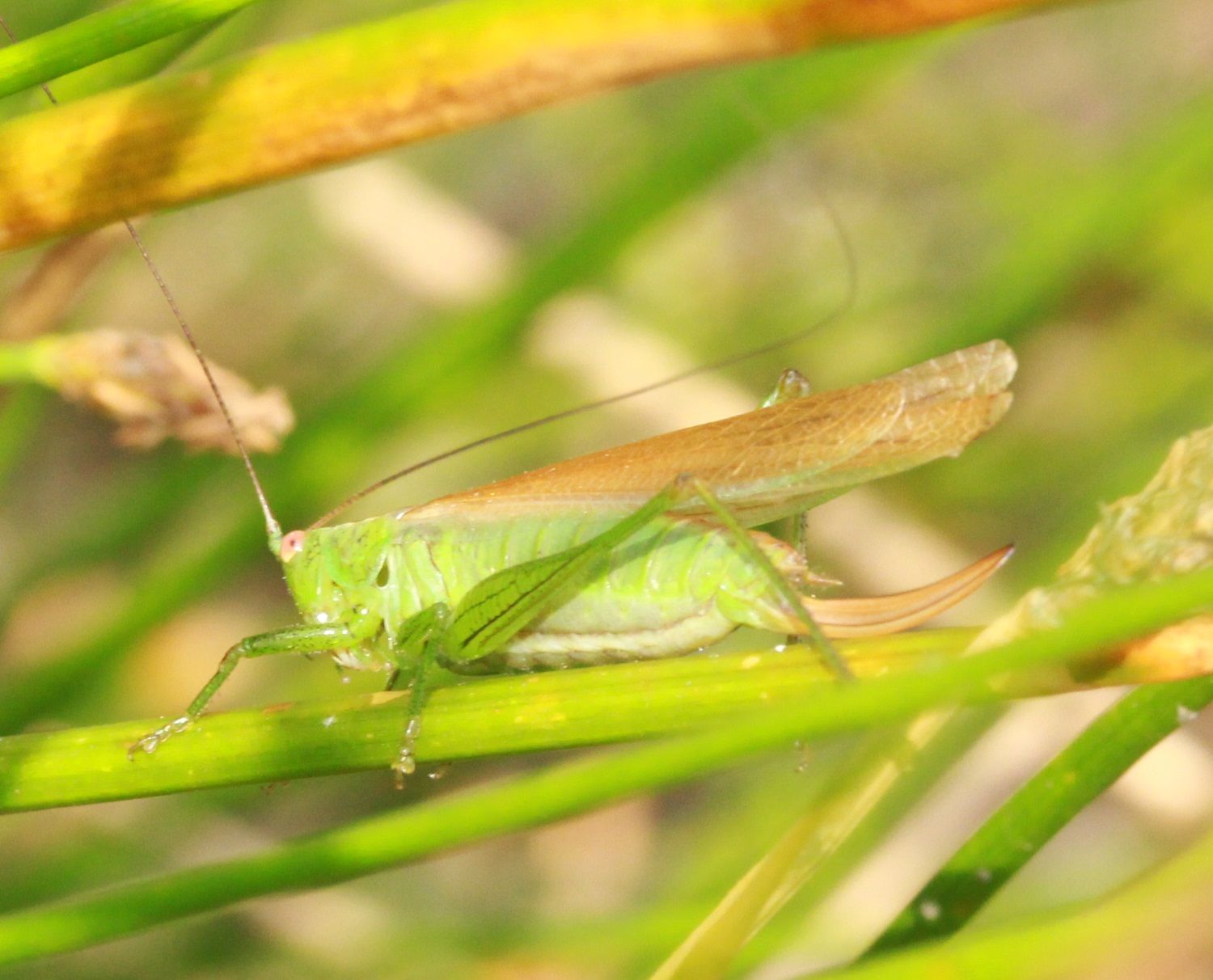 Conocephalus dorsalis - Kurzflügelige Schwertschrecke (Weibchen, langflügelige Form)/BN-Amphibienwanderstrecke Greuth Conocephalus dorsalis