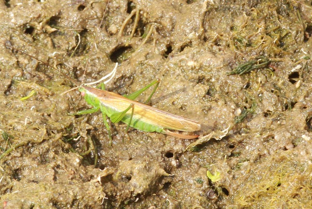 Conocephalus dorsalis - Kurzflügelige Schwertschrecke (Weibchen, langflügelige Form)/BN-Amphibienwanderstrecke Greuth Conocephalus dorsalis