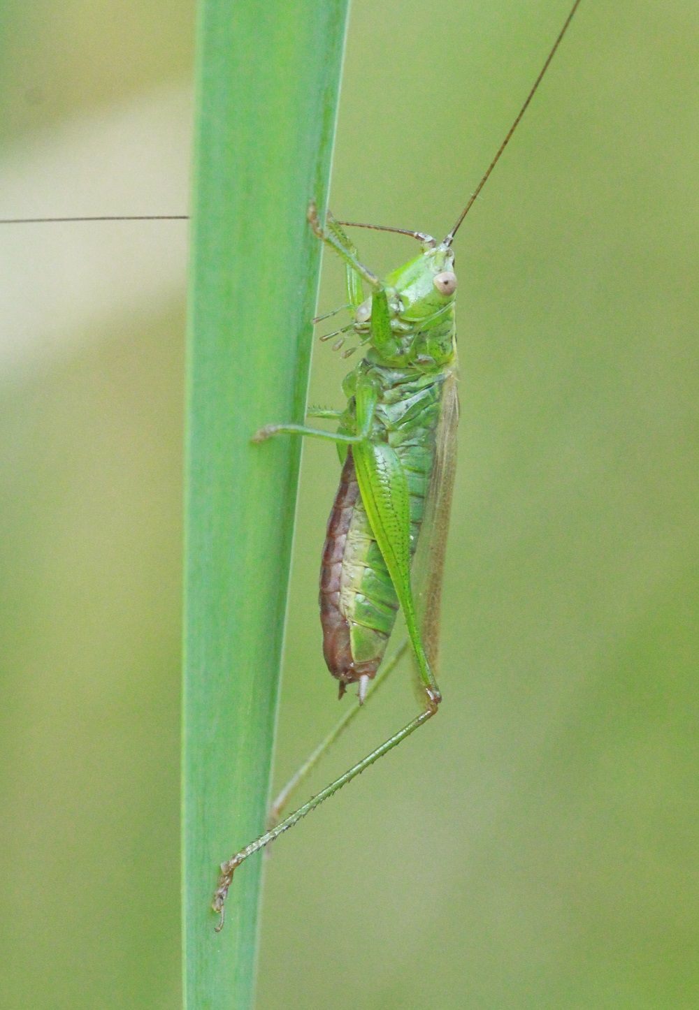 Conocephalus fuscus - Langflügelige Schwertschrecke (Männchen)/Ottergrabenquellgebiet, A6 Conocephalus fuscus