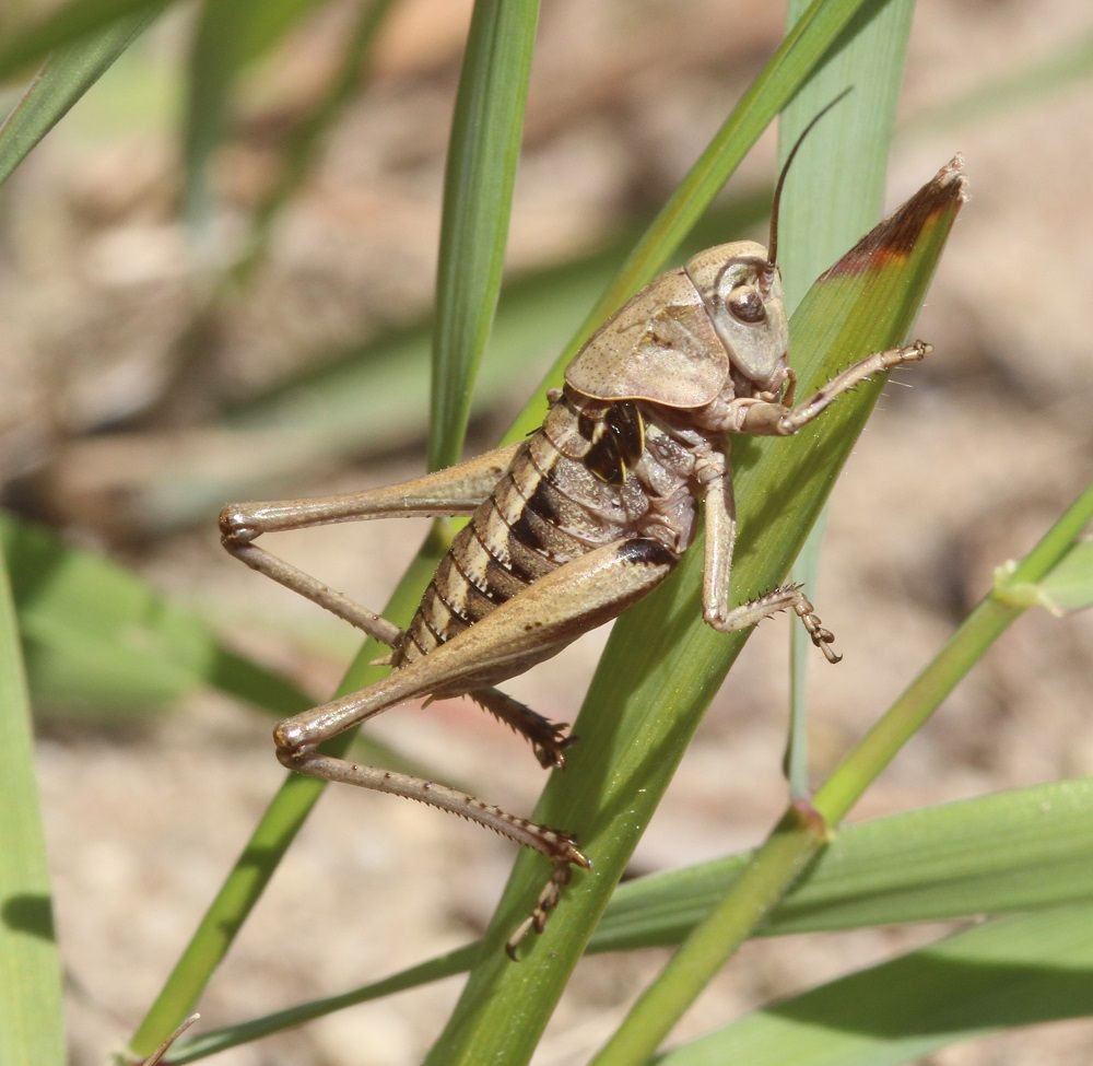 Decticus verrucivorus - Warzenbeißer (Männchen/Larve)/BN-Biotop Kornburg Pacht Decticus verrucivorus
