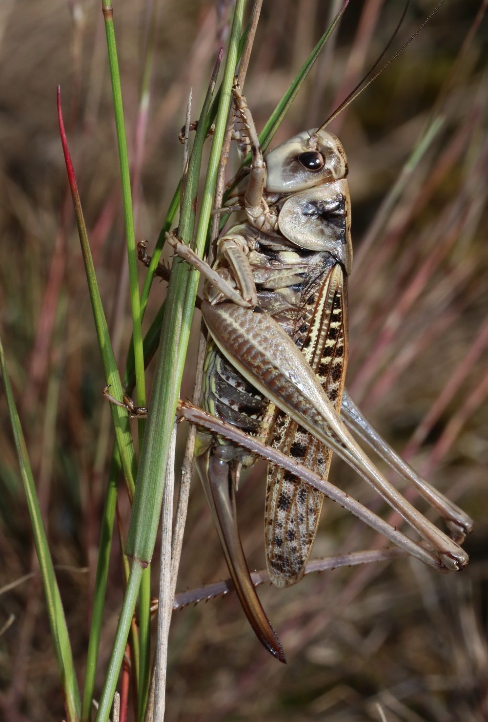 Decticus verrucivorus - Warzenbeißer (Weibchen, braune Variante)/Kornburg (BN-Biotop 1) Decticus verrucivorus