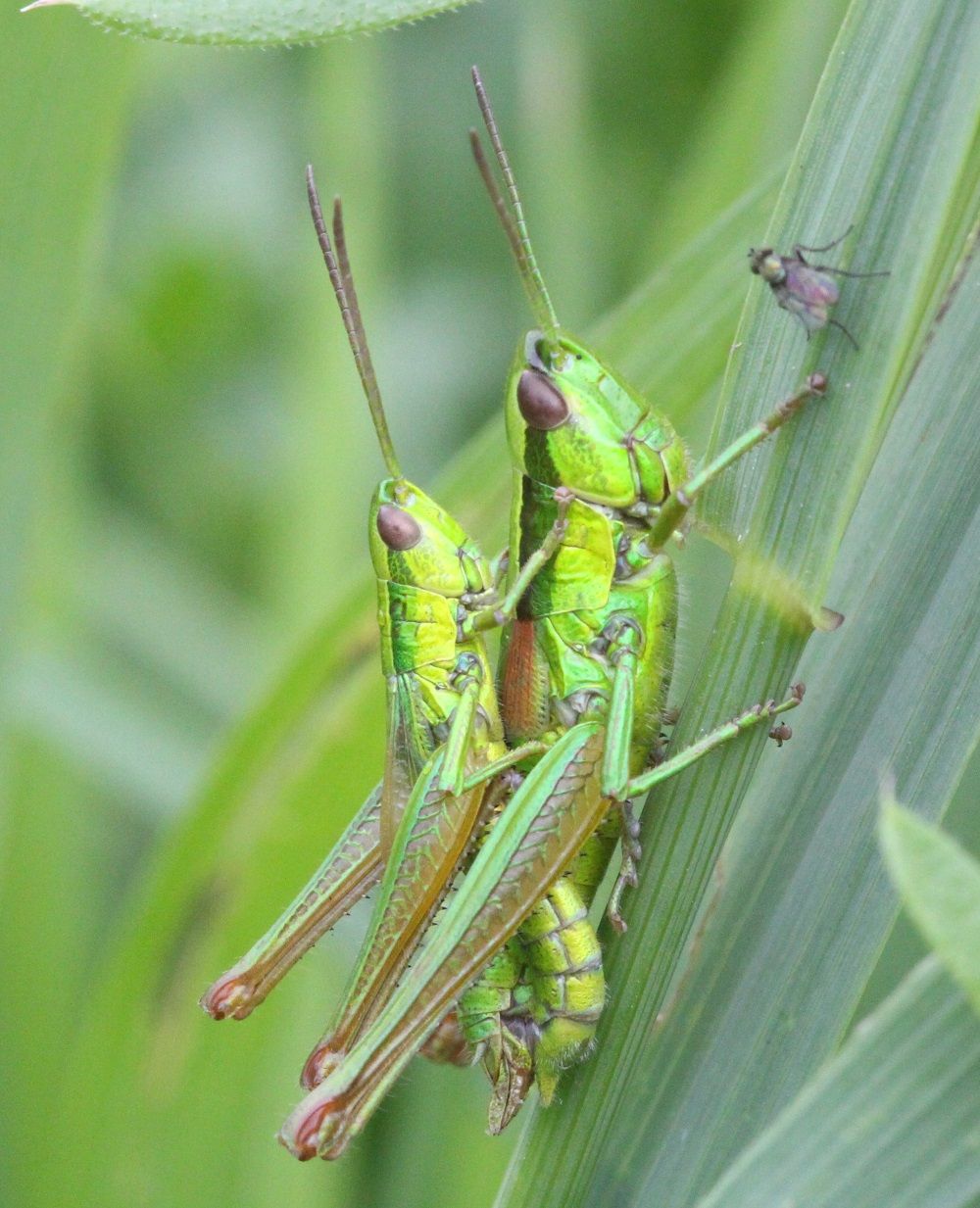 Euthystira brachyptera - Kleine Goldschrecke (Paarung)/Eibacher Forst, Entengraben Euthystira brachyptera