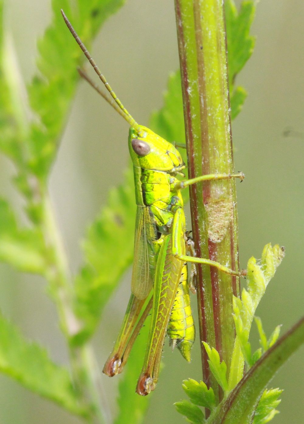 Euthystira brachyptera - Kleine Goldschrecke (Männchen)/Finsterbach, westlich ICE-Trasse Euthystira brachyptera