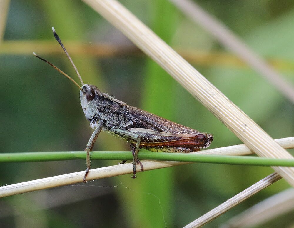 Gomphocerus rufus - Rote Keulenschrecke (Männchen)/Hochbehälter Hoher Bühl Gomphocerus rufus