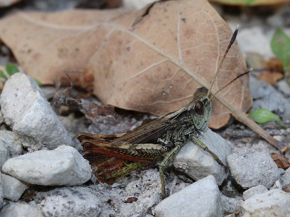 Gomphocerus rufus - Rote Keulenschrecke (Männchen)/Hochbehälter Hoher Bühl Gomphocerus rufus