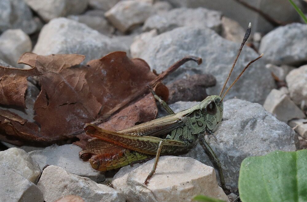 Gomphocerus rufus - Rote Keulenschrecke (Männchen)/Hochbehälter Hoher Bühl Gomphocerus rufus