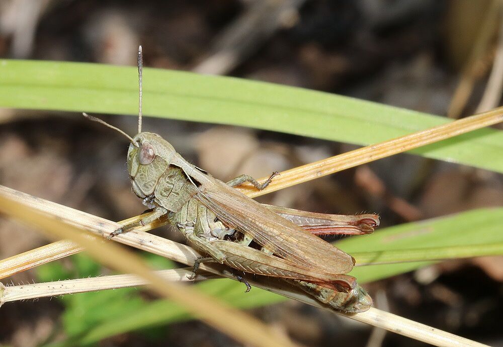 Gomphocerus rufus - Rote Keulenschrecke (Weibchen)/Hochbehälter Hoher Bühl Gomphocerus rufus