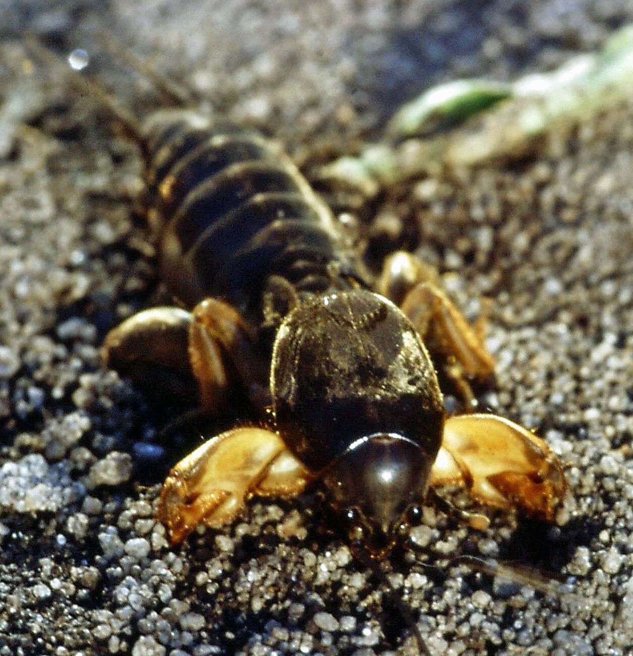 Gryllotalpa gryllotalpa - Gemeine Maulwurfsgrille/Kleingartenkolonie Baggerloch Gemeine Maulwurfsgrille