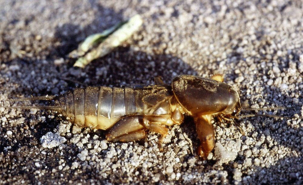 Gryllotalpa gryllotalpa - Gemeine Maulwurfsgrille/Kleingartenkolonie Baggerloch Gemeine Maulwurfsgrille