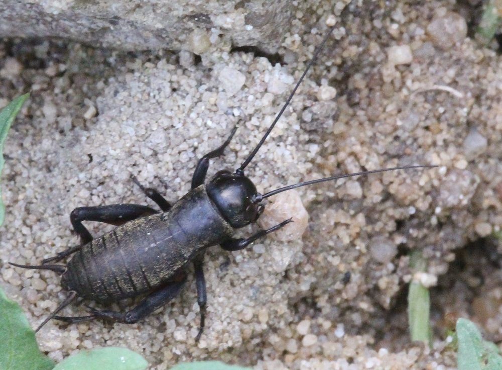 Gryllus campestris - Feld-Grille (Männchen, Larve)/Edelsweiher, Herpersdorf Gryllus campestris