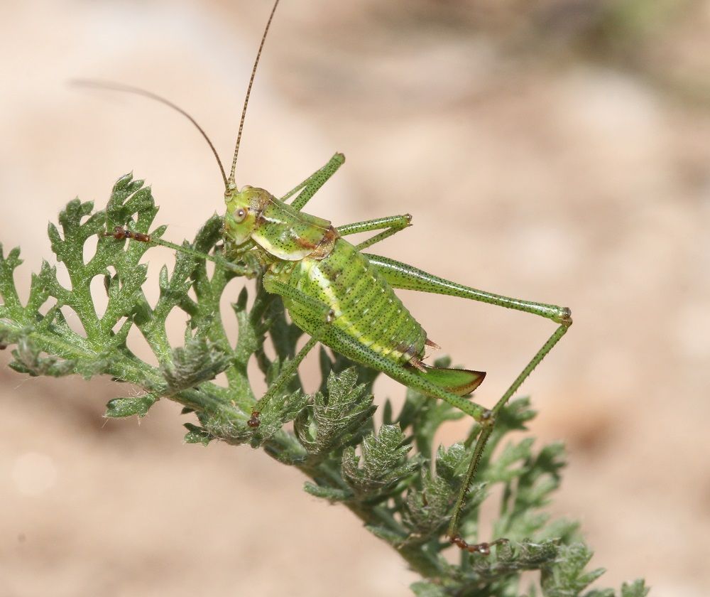 Leptophyes albovittata - Gestreifte Zartschrecke (Weibchen)/Kornburg, BN-Biotop Schenkung Susanna Popp Leptophyes albovittata