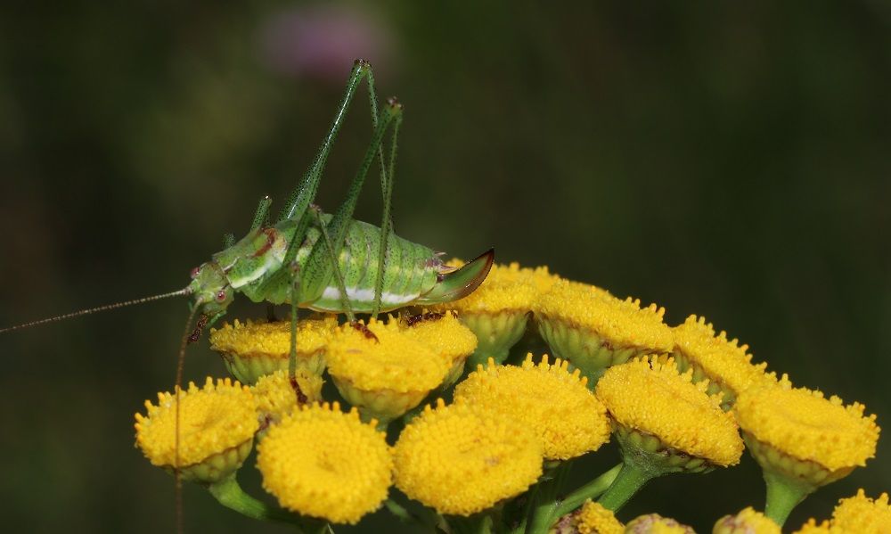 Leptophyes albovittata - Gestreifte Zartschrecke (Weibchen)/Kornburg, Sandmagerrasen südlich A6 Leptophyes albovittata