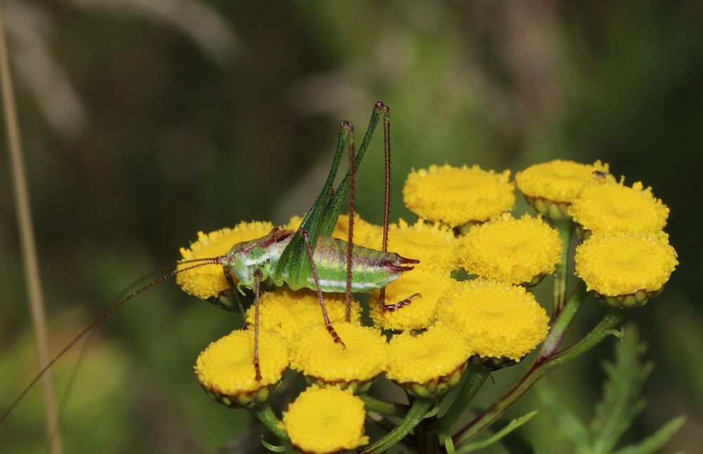 Leptophyes albovittata - Gestreifte Zartschrecke (Männchen)/Kornburg, Sandmagerrasen südlich A6 Leptophyes albovittata