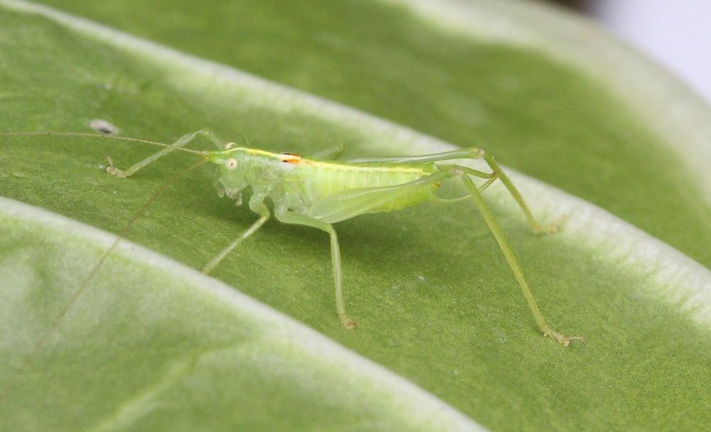 Meconema meridionale - Südliche Eichenschrecke (Männchen)/Marterlach Meconema meridionale
