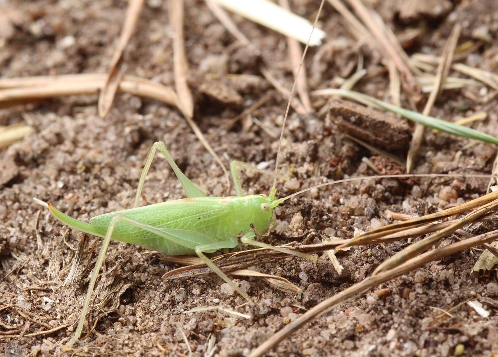 Meconema thalassinum - Gemeine Eichenschrecke (Weibchen)/Kornburg BN-Biotop 4 Meconema thalassinum