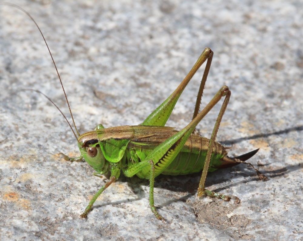 Roeseliana roeselii - Roesels Beißschrecke (Weibchen)/Kornburg, BN-Biotop 2 Roeseliana roeselii