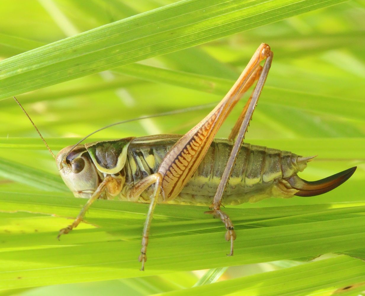 Roeseliana roeselii - Roesels Beißschrecke (Weibchen)/Ottergrabenquellgebiet Roeseliana roeselii