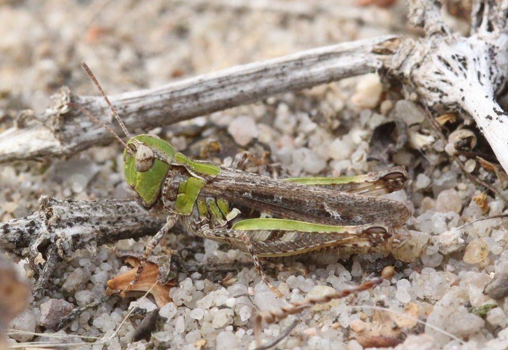 Myrmeleotettix maculatus - Gefleckte Keulenschrecke (Weibchen)/LPV-Projekt Sandband, Eselskreuz Myrmeleotettix maculatus