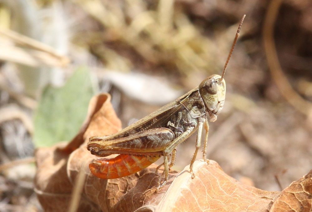 Omocestus haemorrhoidalis - Rotleibiger Grashüpfer (Männchen)/Kornburg, BN-Biotop 2 Omocestus haemorrhoidalis
