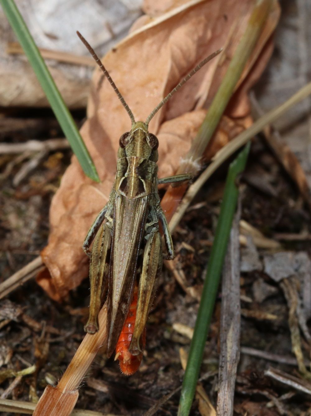 Omocestus haemorrhoidalis - Rotleibiger Grashüpfer (Männchen)/Kornburg, BN-Biotop 2 Omocestus haemorrhoidalis