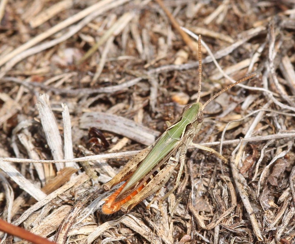 Omocestus haemorrhoidalis - Rotleibiger Grashüpfer (Männchen, grüne Variante)/Kornburg, BN-Biotop 2 Omocestus haemorrhoidalis